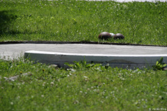 2011-03-koule